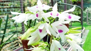 Từng mất hơn 4 tỷ đồng một tháng vì đam mê lan đột biến, bây giờ ra sao?