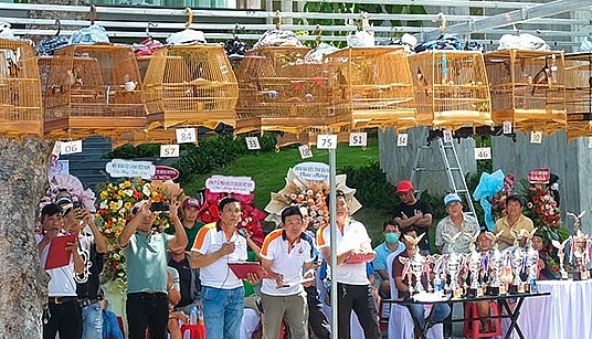 Tổ giám khảo Hội thi theo dõi chăm chú từng lồng chim để chấm các vòng đấu loại.