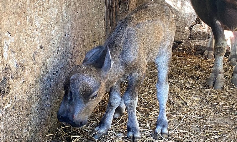 con nghé có 2 miệng, 2 mũi (tức 4 lỗ mũi) đang gây xôn xao.