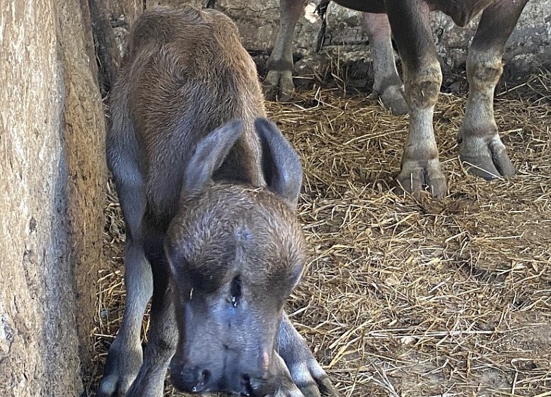 Do không tự bú được, sức khoẻ con nghé đang dần yếu.