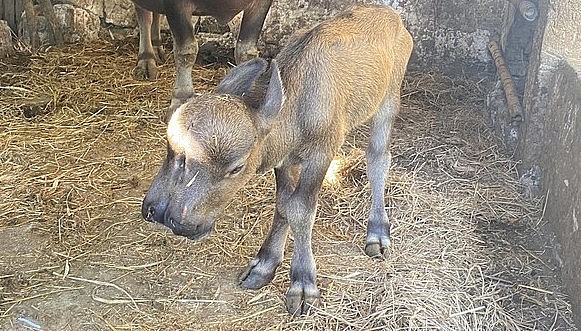Con nghé sinh ra đã có hai đầu ở Quảng Nam.