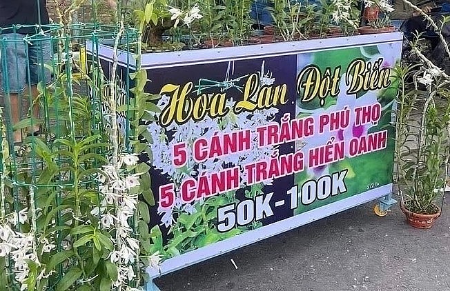 Những cây lan đột biến trước đây từng được hét giá hàng trăm triệu, thậm chí hàng tỷ đồng một cm song giờ bị rao bán lan hạ giá 50.000-100.000 đồng.