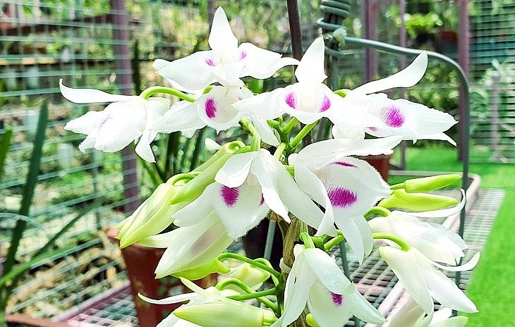 Lan đột biến 5 cánh trắng Phú Thọ và một số loại 5 cánh trắng khác giảm giá chỉ còn 50.000 - 200.000 đồng/cm.