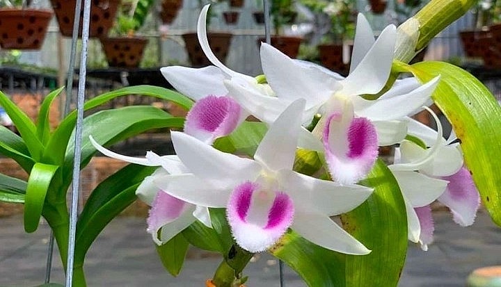 Lan đột biến Hiển Oanh (HO). 