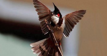 Chim chào mào nghệ nhân phô diễn công lực đấu hót xứng tầm "quân vương chim cảnh" ở Bình Định