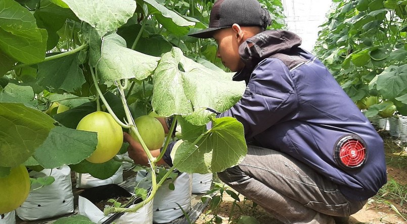 Từ chỗ đi làm công nhân để học việc, Lê Văn Mạnh đã sở hữu trại dưa kim hoàng hậu thu lợi nhuận 1,5 tỷ mỗi năm.