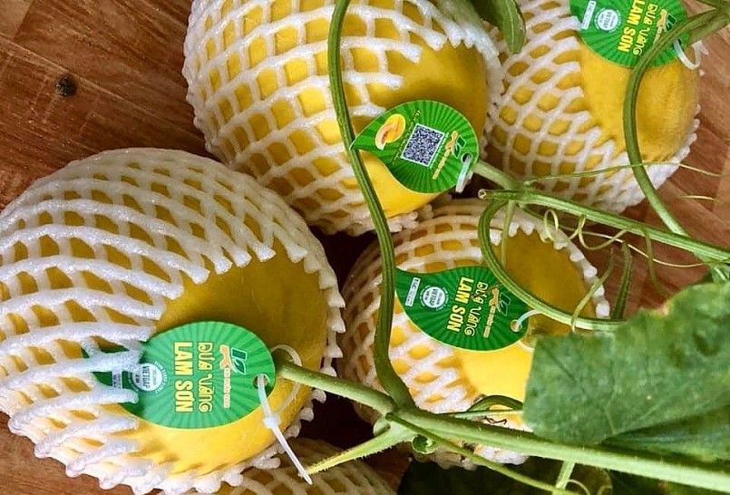 sản phẩm dưa vàng của anh đã được chứng nhận đạt chuẩn VietGAP