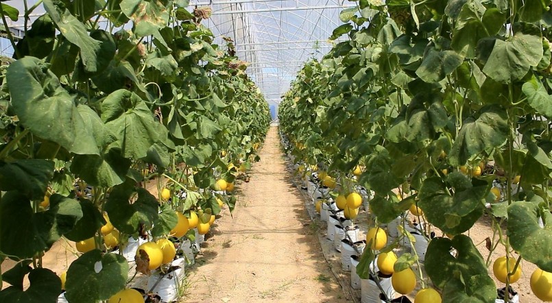 Diện tích trồng mía đã được anh Mạnh chuyển sang trồng dưa kim hoàng hậu.