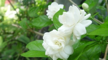 Loài hoa thơm ngát ở Việt Nam thường dùng ướp trà, sang nước ngoài có giá hơn 500 nghìn/kg