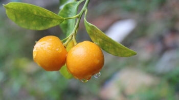 Thời tiết giao mùa dễ bị ho, đừng quên ăn những loại trái cây này