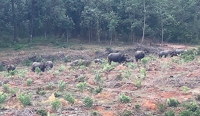 Đàn trâu hoang hung hãn và tinh khôn thường xuấn hiện vào ban đêm nên khó xua đuổi.