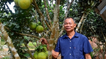 Xã miền núi khấm khá nhờ bưởi da xanh, cứ mỗi cây lãi gần 3 triệu đồng, gấp 4 lần trồng keo