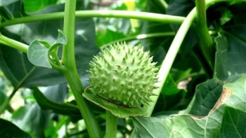 5 người ở Đắk Lắk nôn ói, co giật sau khi ăn cà độc dược