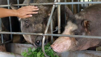 Cử nhân đi nuôi heo, bí quyết tạo ra loại thịt cao cấp đắt ngang thịt bò