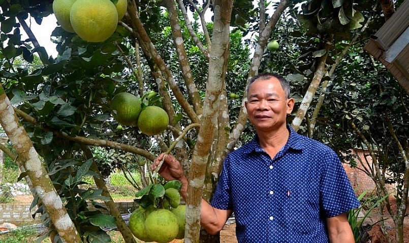 Ông Đặng Văn Nhân (thôn Đông Sơn, xã Hòa Ninh) tự hào giới thiệu “bưởi da xanh Hòa Ninh”. Ông Đặng Văn Nhân (thôn Đông Sơn, xã Hòa Ninh) tự hào giới thiệu “bưởi da xanh Hòa Ninh”.