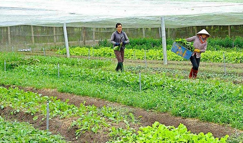 Rau sạch được trồng tại trang trại Nam An Farm ở xã Minh Tân (huyện Dầu Tiếng) để nuôi heo rừng. Rau sạch được trồng tại trang trại Nam An Farm ở xã Minh Tân (huyện Dầu Tiếng) để nuôi heo rừng.