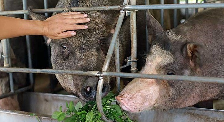 Heo rừng lai ở trang trại Nam An ăn rau cỏ và không sử dụng chất tạo nạc để đạt được chất lượng cao nhất. Heo rừng lai ở trang trại Nam An ăn rau cỏ và không sử dụng chất tạo nạc để đạt được chất lượng cao nhất.