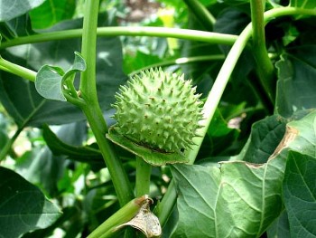 5 người ở Đắk Lắk nôn ói, co giật sau khi ăn cà độc dược