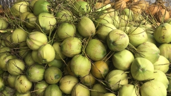 Nhà vườn bán 3.500 đồng/trái dừa, đến tay người tiêu dùng 20.000 đồng/trái và đâu là sự thật?