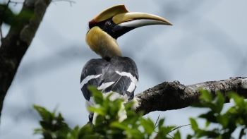 Kỳ công khi lần đầu tiên thả chim hồng hoàng vào tự nhiên tại Vườn quốc gia Phong Nha - Kẻ Bàng