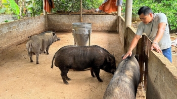 Giá heo hơi hôm nay 23/8: Đà giảm đã chậm lại, thị trường thịt heo tết vì sao xu hướng thịt sạch chiếm ưu thế?