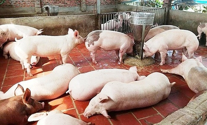 Giá heo hơi hôm nay (23/8) Giá heo hơi hôm nay (23/8)