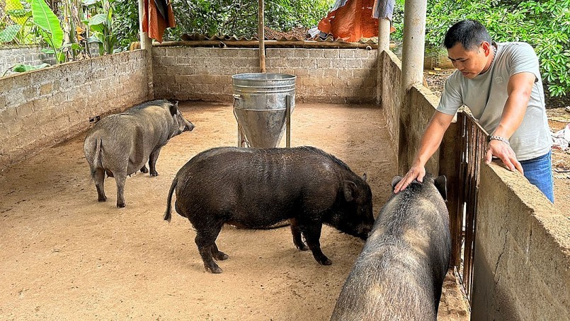 Giá heo hơi hôm nay (23/8) ngớt đà giảm, thị trường có xu hướng ưa chuộng thịt heo sạch và heo đặc sản. Giá heo hơi hôm nay (23/8) ngớt đà giảm, thị trường có xu hướng ưa chuộng thịt heo sạch và heo đặc sản.