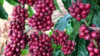 Giá nông sản hôm nay 23/8: Cà phê biến động đà tăng chi phối, hồ tiêu lao dốc tụt đỉnh còn 71.000 đồng/kg