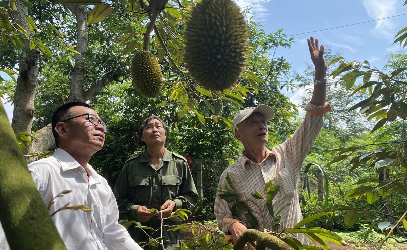 Nhiều nông dân ở Đắk Lắk đã chuyển đổi cây trồng từ cà phê, tiêu... sang sầu riêng để thu lợi nhuận.