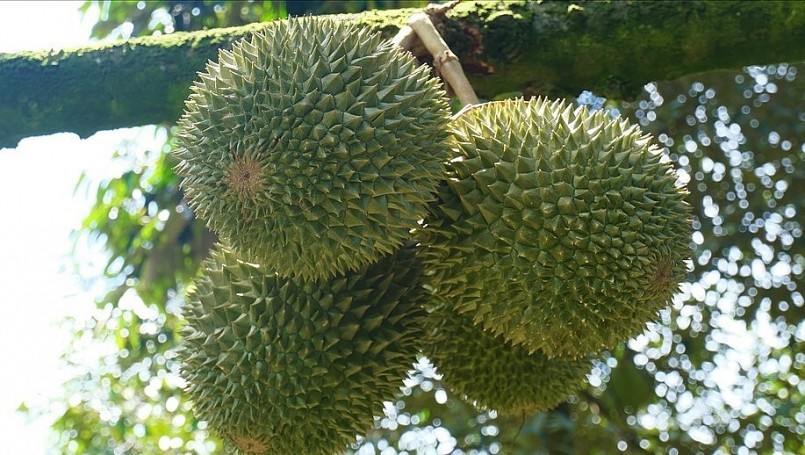 Sầu riêng chốt non tuy yên tâm về giá nhưng hệ lụy đến chất lượng vườn cho vụ sau.