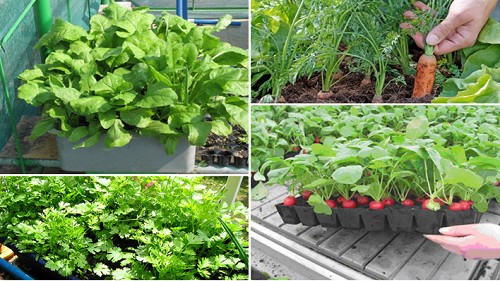 Những loại rau củ nếu gieo trồng vào mùa Thu sẽ "lớn nhanh như thổi"