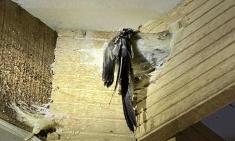 Nhà nuôi yến tại Kiên Giang.