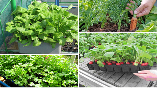 Những loại rau củ nếu gieo trồng vào mùa Thu sẽ "lớn nhanh như thổi"