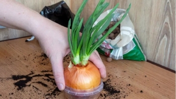 Mách bạn 5 loại rau gia vị dễ trồng như cỏ dại, không cần chăm vẫn lên tốt um