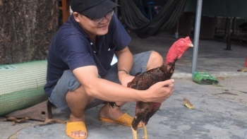 Kỹ sư xây dựng về quê nuôi gà chọi, tạo ra những chiến kê từ bài thuốc bí mật