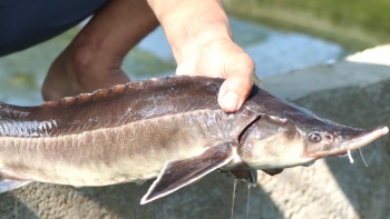 Loài kình ngư bỗng hiền lành nằm trong bể, nông dân ở huyện nghèo Đam Rông thu về tiền tỷ