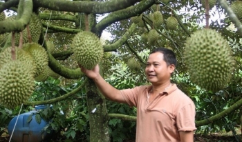 Sầu riêng Đắk Lắk trước ngày thu hoạch, nóng từ vườn, loạn xây dựng kho vựa thu mua