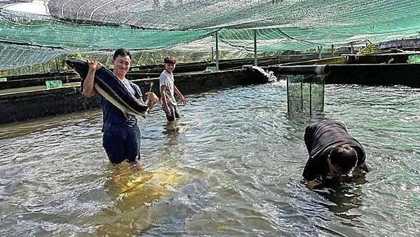 Cá tầm phát triển rất tốt ở điều kiện nước có nhiệt độ từ 22-25 độ C rất phù hợp với điều kiện khí hậu ở Đam Rông.