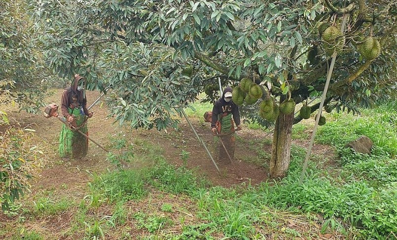 Người trồng sầu riêng ở Đắk Lắk tích cực phát quang vườn tạo thông thoáng trước khi thu hoạch. 
