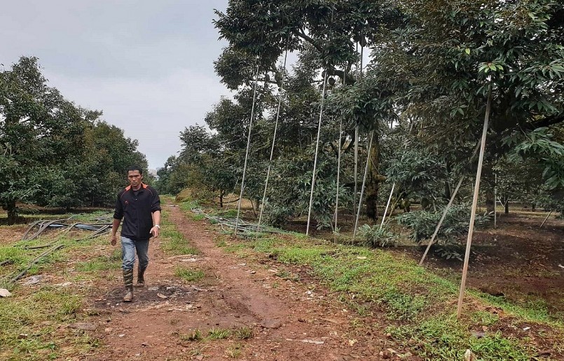 Người trồng sầu riêng Đắk Lắk sử dụng thanh sắt để chống cành bảo vệ quả.