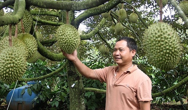 Sản lượng sầu riêng ở Đắk Lắk vụ 2023 này được dự báo đạt 185.000 tấn quả.