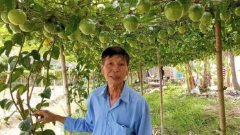 Lão nông trồng thứ chanh dây lạ, trái vàng ngọt vị nhãn lồng bán khắp cả nước