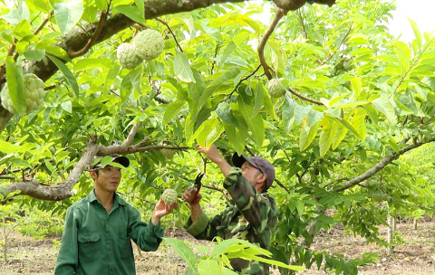 Nông dân Phú Long thu hoạch na