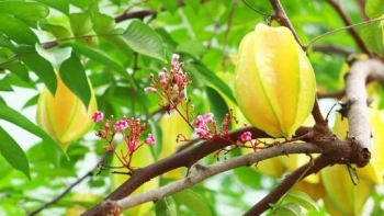 Cây khế chua đem lại nhiều lợi ích cho sức khoẻ