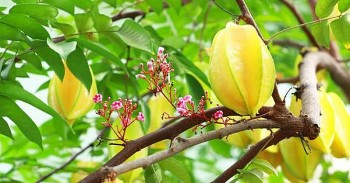 Cây khế chua đem lại nhiều lợi ích cho sức khoẻ