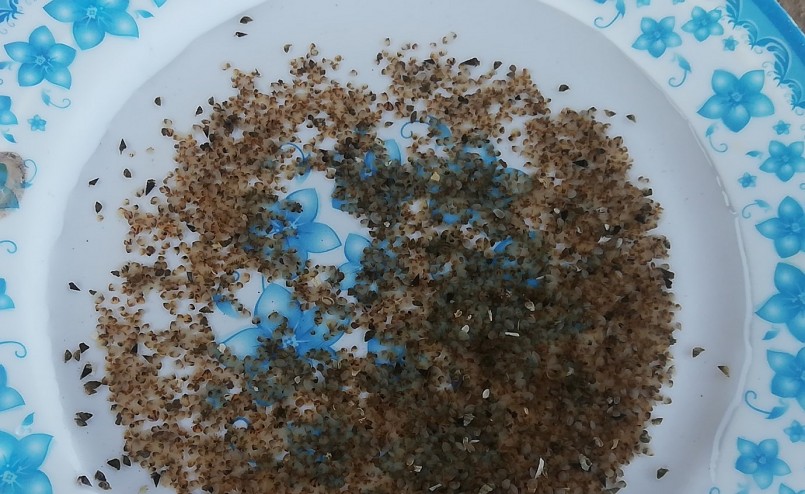 Cận cảnh vạng giống đang được nuôi ương tại trang trại của gia đình ông Nguyễn Đại Dương. 