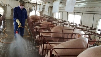 Giá heo hơi hôm nay 24/8: Tụt xuống đỉnh 60.000 đồng/kg, giá heo chưa bắt đáy khi còn giảm, thương lái thu mua heo dè dặt