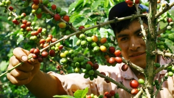 Giá nông sản hôm nay 24/8: Cà phê robusta tăng lập đỉnh mới, hồ tiêu đi ngang giữ trần 71.000 đồng/kg