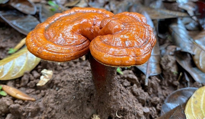 Cây nấm linh chi đỏ phát triển tốt dưới tán rừng.