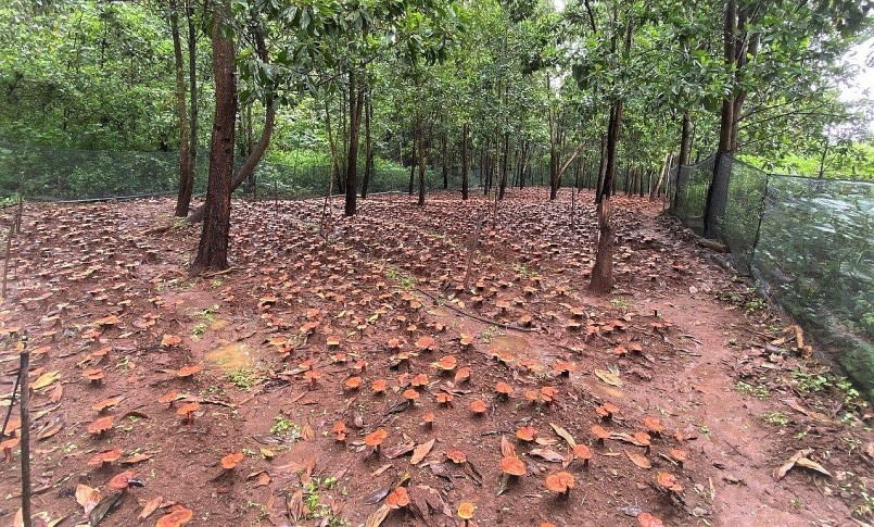 Vườn nấm linh chi dưới tán rừng sẽ mang lại lợi nhuận cho người dân miền núi. 